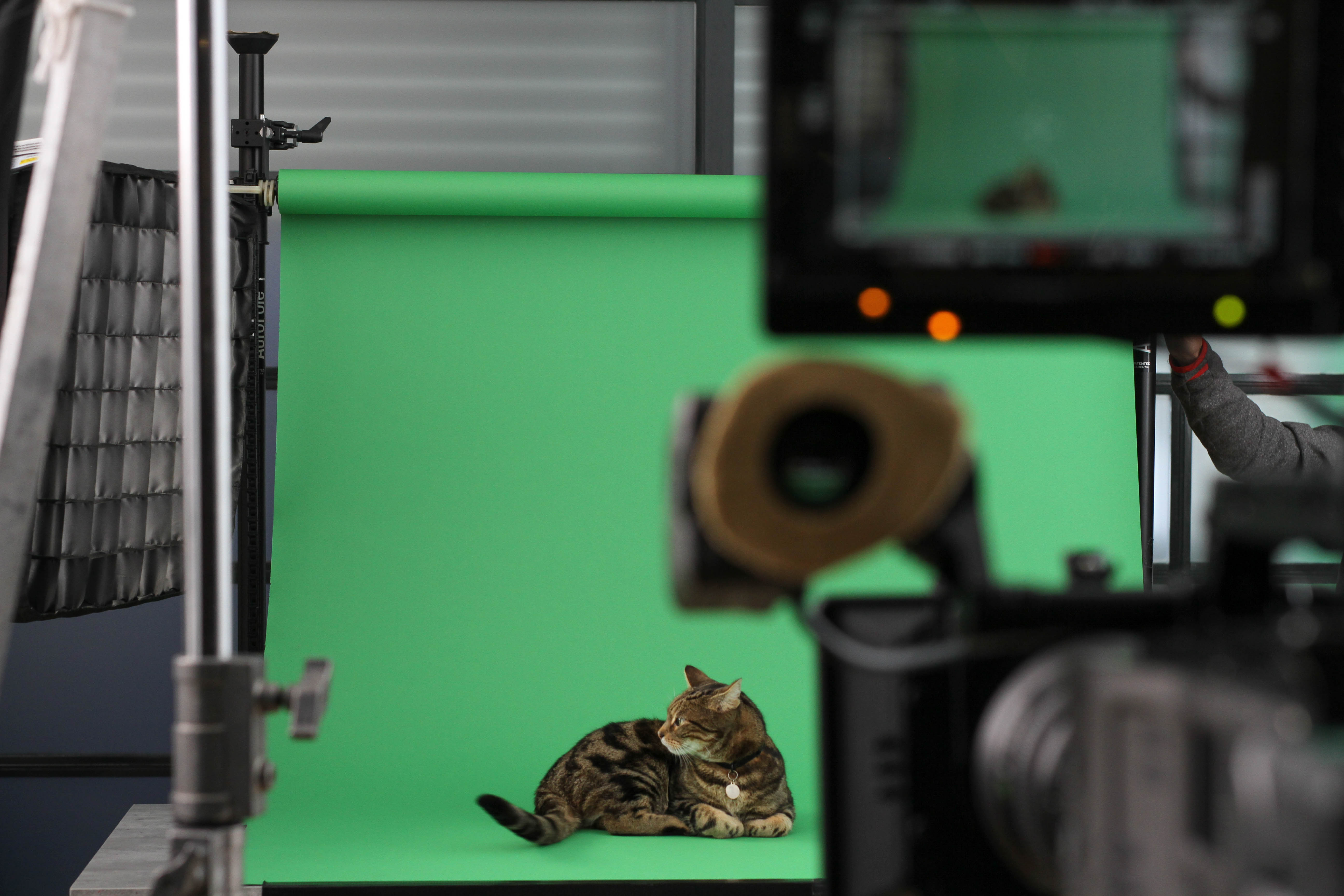 Enter our cat competition to win a boiler